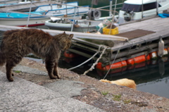 猫島猫05