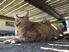 尾道猫41