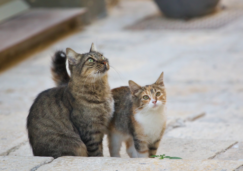 地中海猫38