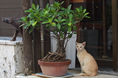 南の島猫05