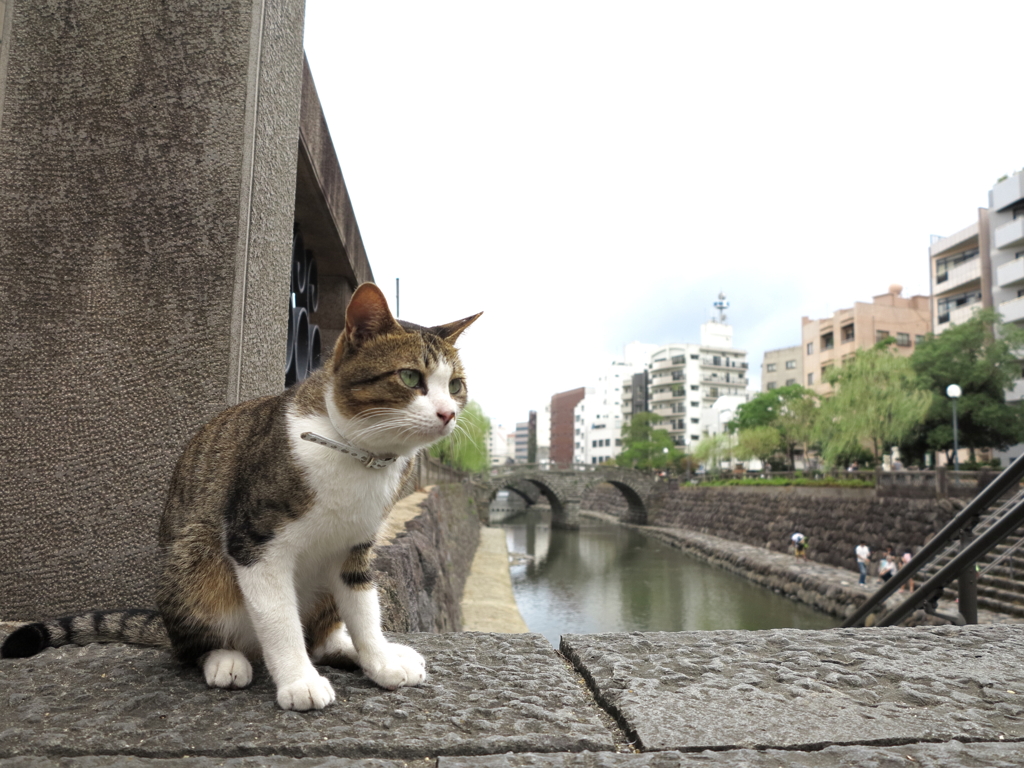 通りすがり猫136