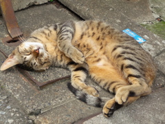 通りすがり猫95