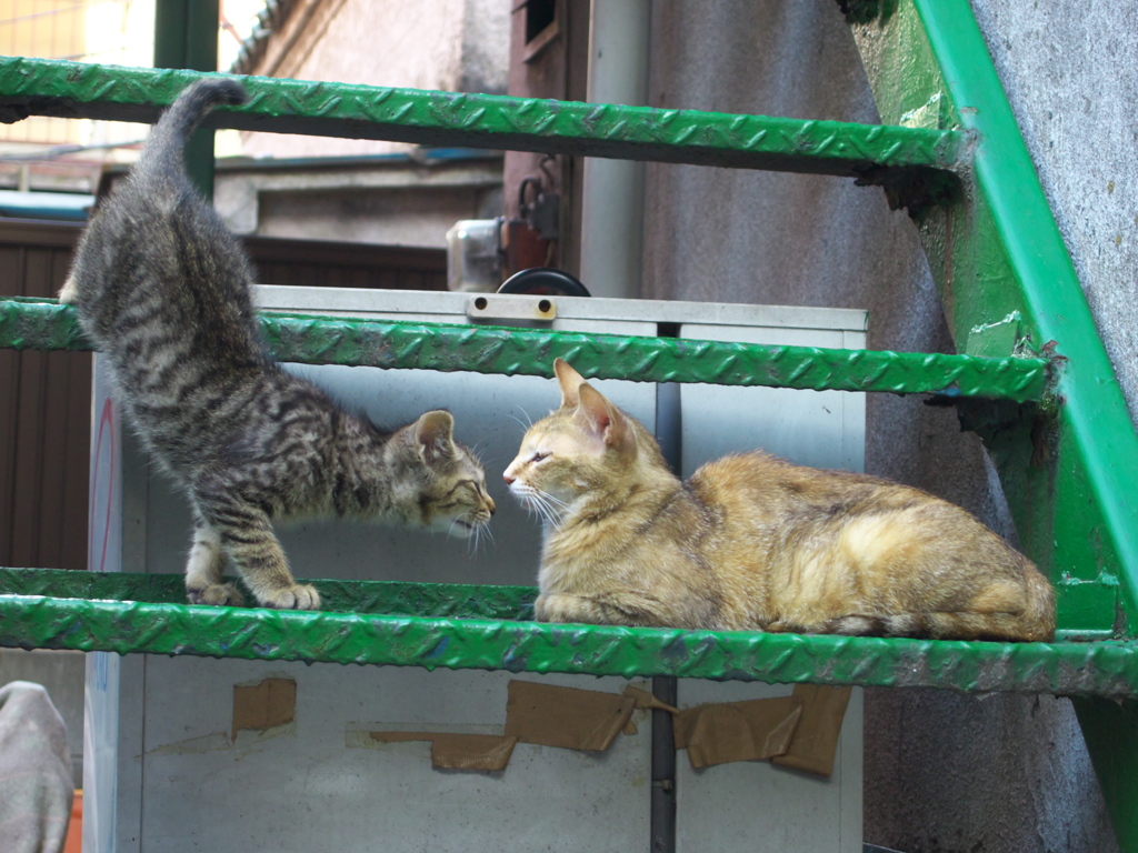 通りすがり猫295