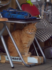 通りすがり猫81