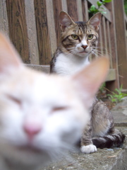 神社猫81