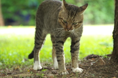 アジア猫32
