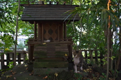 神社猫40