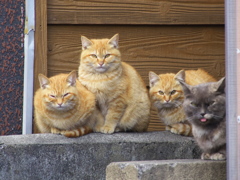 通りすがり猫182
