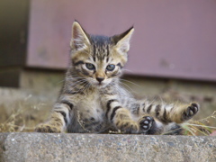 公園猫114