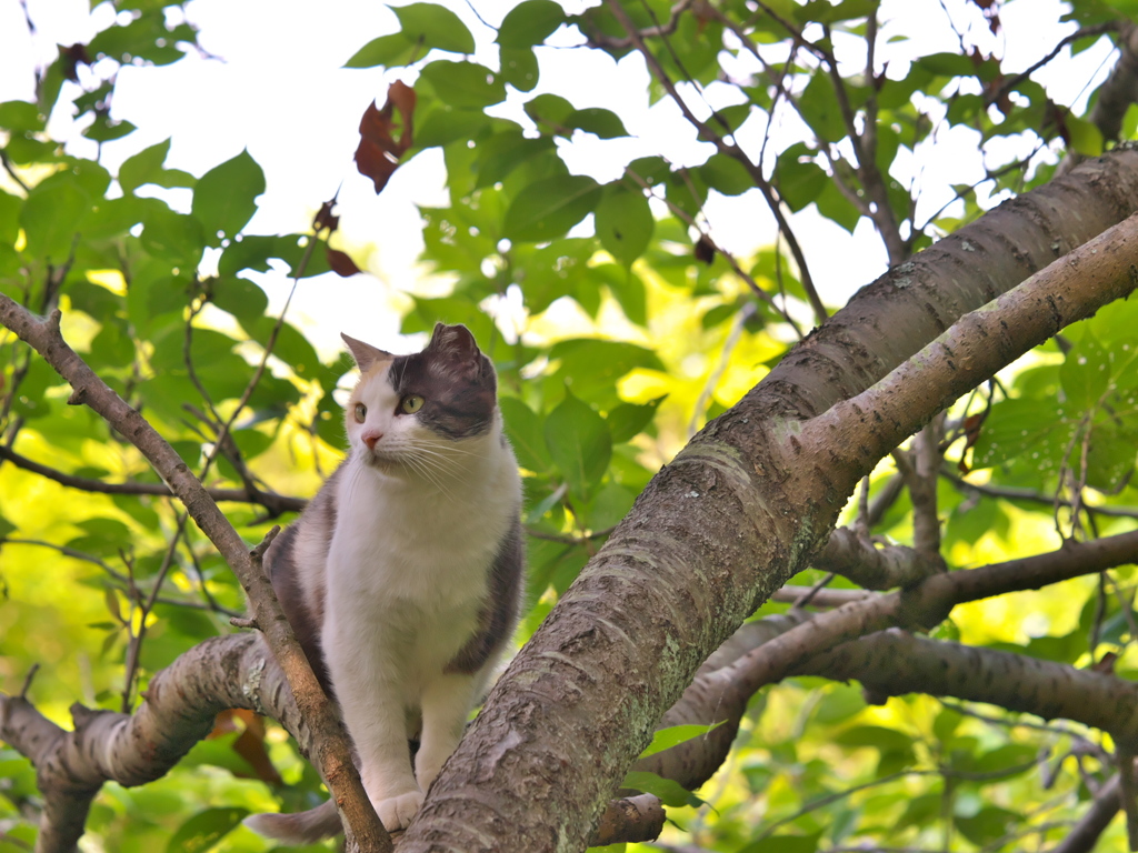 S公園猫41