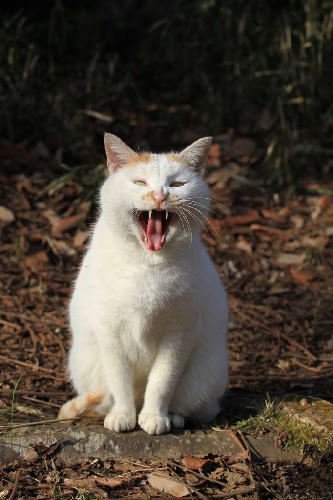 公園猫6