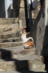 尾道猫6