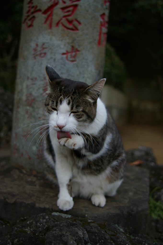 寺猫39