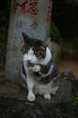 寺猫39