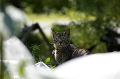 通りすがり猫27