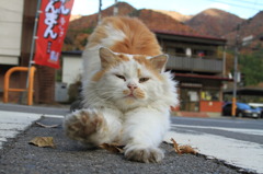 通りすがり猫6