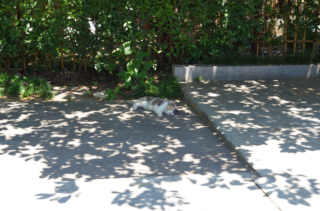 寺猫24