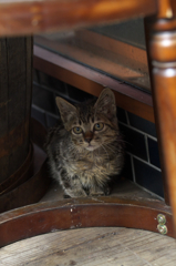 通りすがり猫52