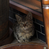 通りすがり猫52