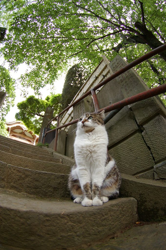 寺猫4