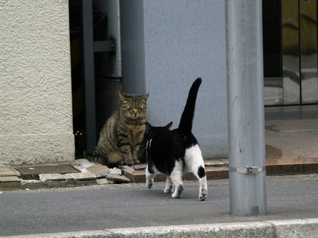 通りすがり猫21