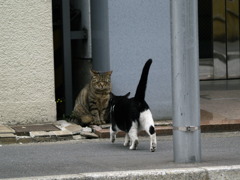 通りすがり猫21