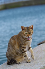 A島猫10