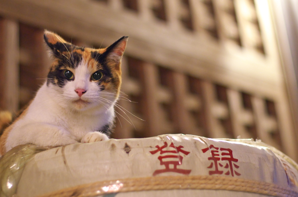 神社猫95