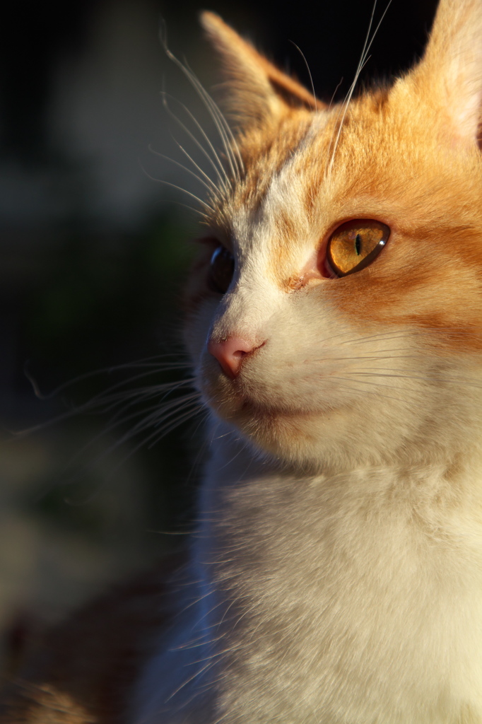神社猫149