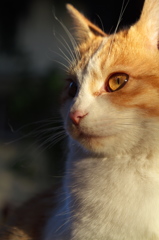 神社猫149