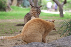 尾道猫144