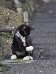 通りすがり猫190