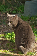 通りすがり猫122