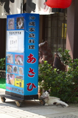 南の島猫08