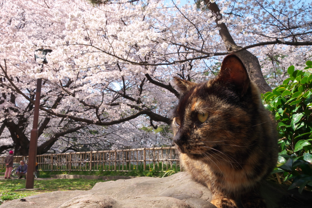 通りすがり猫157