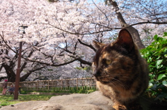 通りすがり猫157