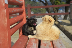 尾道猫23