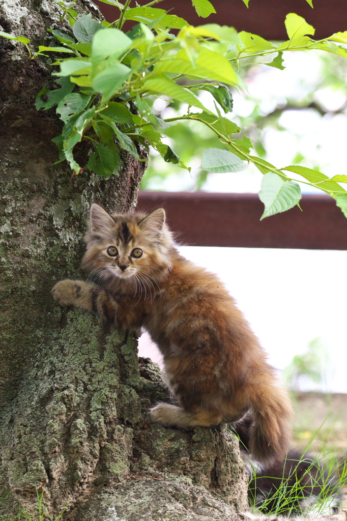 尾道猫80
