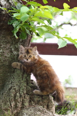 尾道猫80
