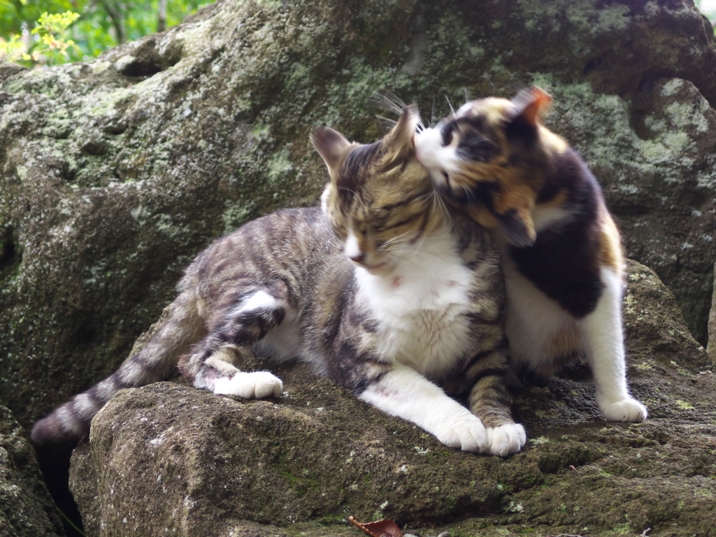 神社猫143
