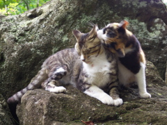 神社猫143