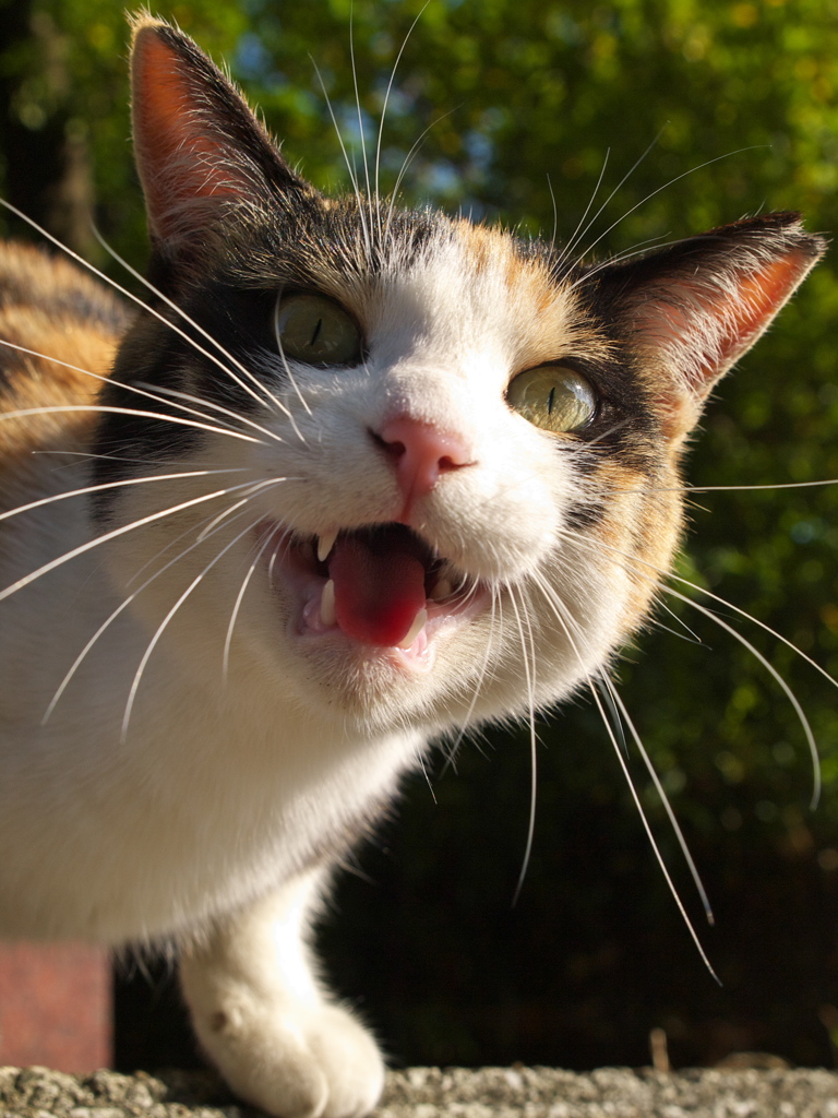 神社猫100