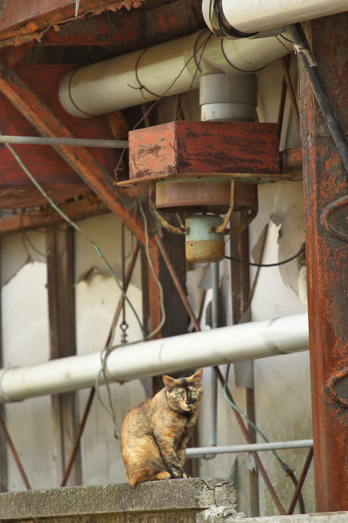 通りすがり猫83