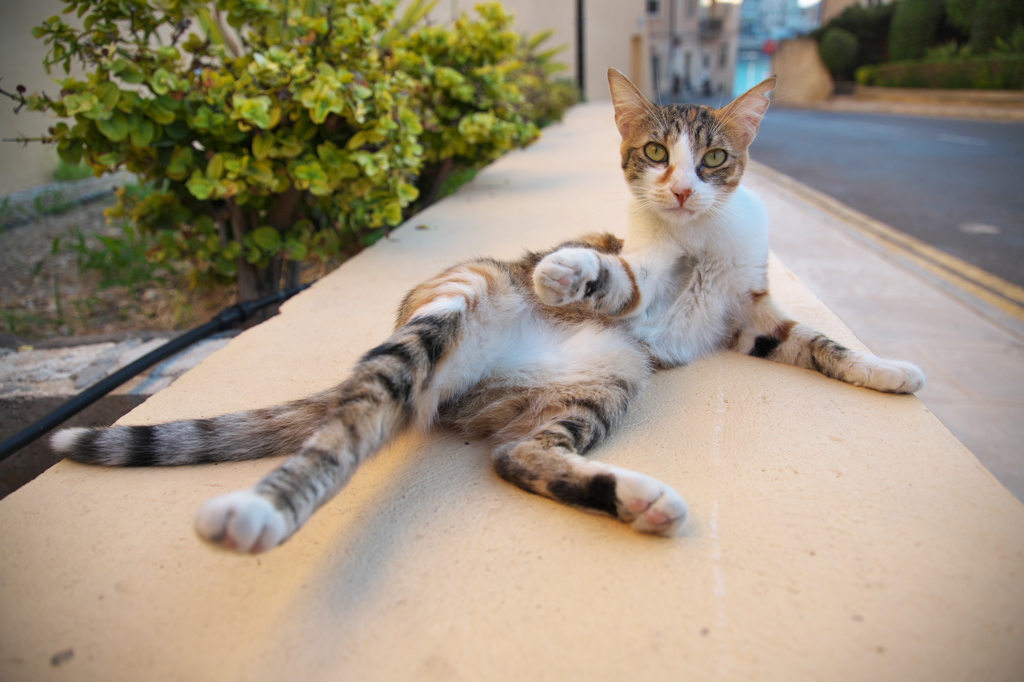 地中海猫34