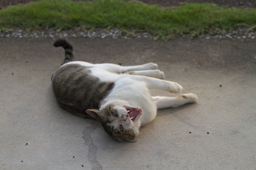 公園猫97