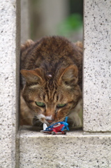 通りすがり猫78