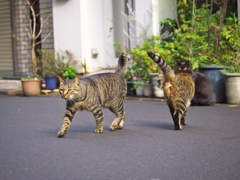 通りすがり猫188
