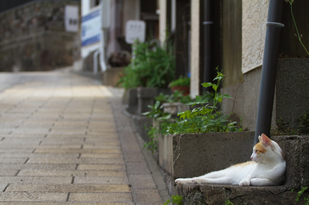 通りすがり猫222