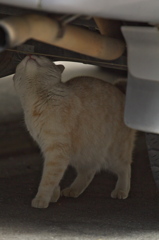 通りすがり猫77