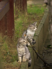尾道猫85